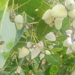 Avicennia marina Fruit