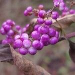 Callicarpa dichotoma Ffrwyth