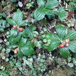 Cornus canadensis Frucht