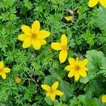 Bidens ferulifolia अन्य