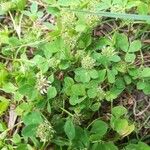 Trifolium glomeratum Folha