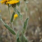Inula oculus-christi 花
