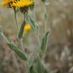 Inula oculus-christi