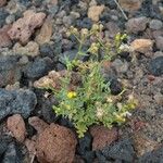 Senecio incrassatusBlüte