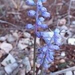 Muscari parviflorum Flower