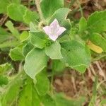 Spermacoce hispida Blomma