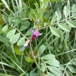 Vicia segetalis Hoja