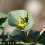 Euphorbia isatidifolia Ostatní