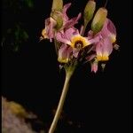 Primula clevelandii Flower