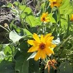 Balsamorhiza sagittata 花