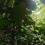 Gnetum africanum Vaisius