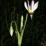 Primula clevelandii Blomst