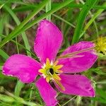 Sabatia campestris Flower