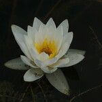 Nymphaea tetragona Fleur
