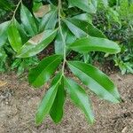 Duguetia lanceolata Leaf