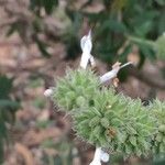 Salvia mellifera Žiedas