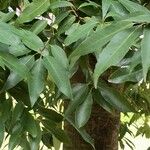 Quercus myrsinifolia Leaf