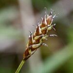 Carex dioica ഫലം