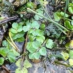 Nasturtium officinale Levél