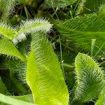 Pilosella aurantiaca Levél