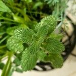 Nepeta cataria Leaf