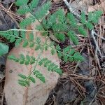Botrychium virginianum 葉