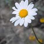Leucanthemum graminifolium Flor