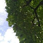 Catalpa ovataഇല