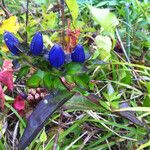 Gentiana clausa आदत
