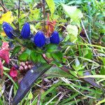 Gentiana clausa Hábito