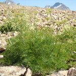 Ligusticum filicinum Habitat