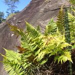 Arthropteris orientalis Leaf