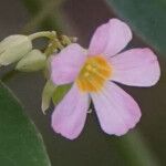 Oxalis barrelieri പുഷ്പം