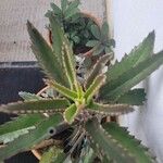 Kalanchoe serrata List