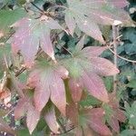 Acer palmatumBlatt