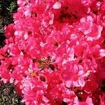 Rhododendron calendulaceum Flower