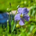 Linum usitatissimumKukka