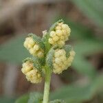 Ambrosia psilostachya Flower