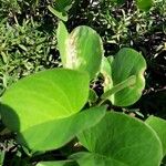 Ipomoea pes-caprae Feuille