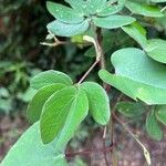 Mimosa albida Leaf