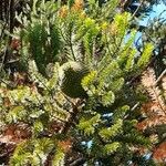 Araucaria angustifolia 果実