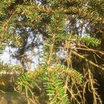 Abies cephalonica Folha
