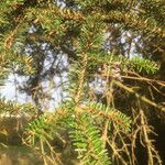 Abies cephalonica 葉