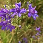 Delphinium consolida Flower