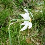 Narcissus poeticus Floare