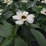 Zinnia spp. फूल