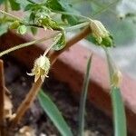 Arenaria serpyllifolia Fiore