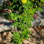 Senna surattensis Hoja
