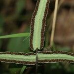 Pellaea atropurpurea Corteza