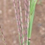 Hemarthria altissima Flower